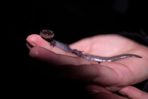 A spotted salamander smiles while sitting in a person's hand. (photo © Ben Conant)
