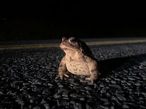 A toad pauses on a road, illuminated by a car headlight. (photo © Brett Amy Thelen)