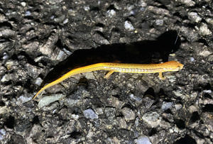 A two-lined salamander casts a shadow as it walks across a paved road. (photo © Bruce Tucker)