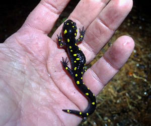 A small spotted salamander in a person's hand. (photo © Brett Amy Thelen)