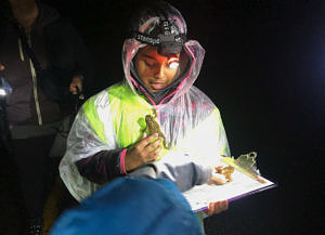 A girl wearing a reflective vest, rain poncho, and headlamp records data on a clipboard, while a toad looks on. (photo © Karen Seaver)