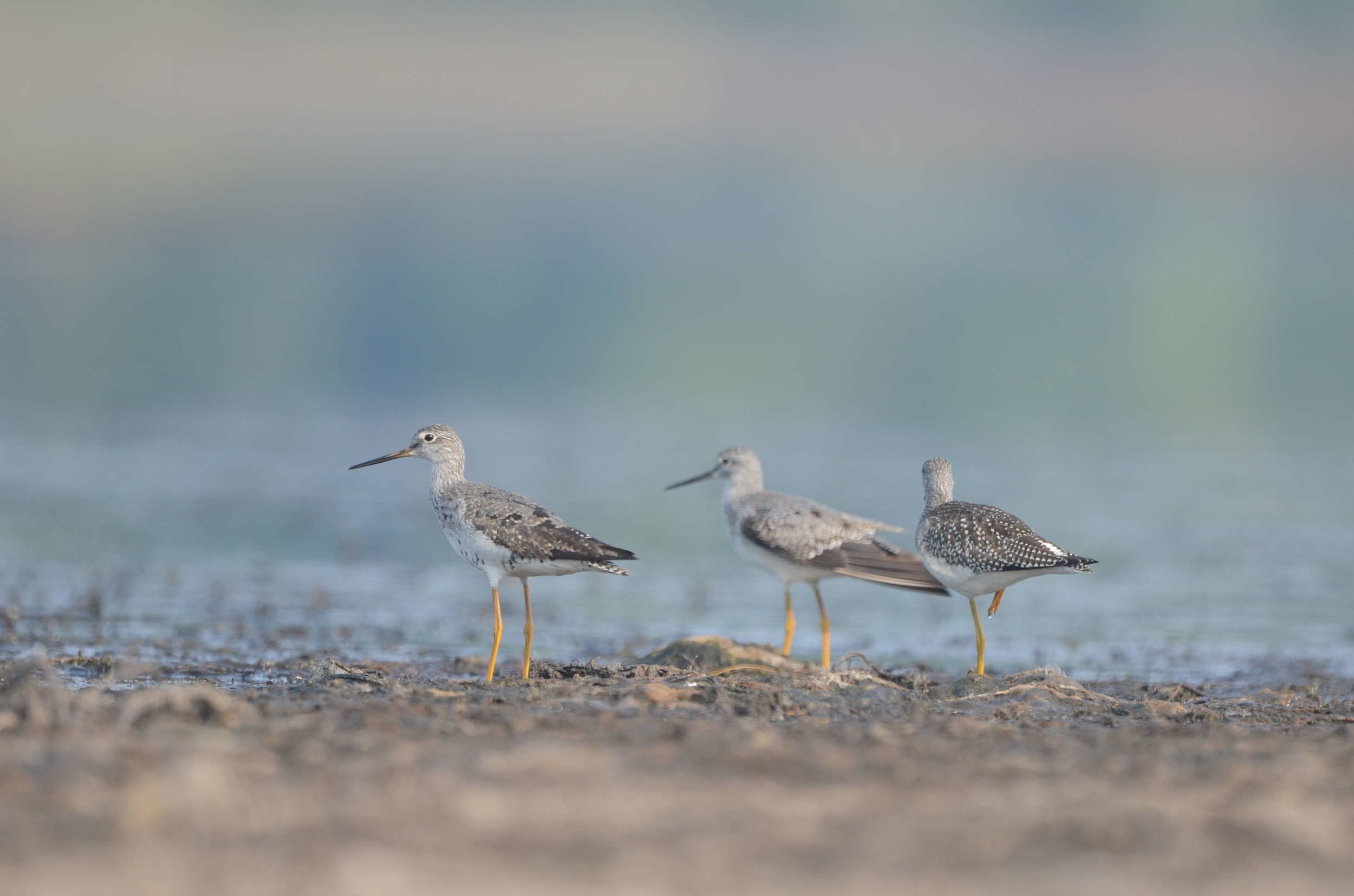 Three Greater Yellowlegs pause on a mudflat. (photo © Eric Masterson)