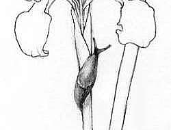 A black-and-white line drawing of a slug crawling up an iris, by Adelaide Tyrol