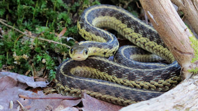 A garter snake curled up near a branch on the ground. (photo © Brett Amy Thelen)