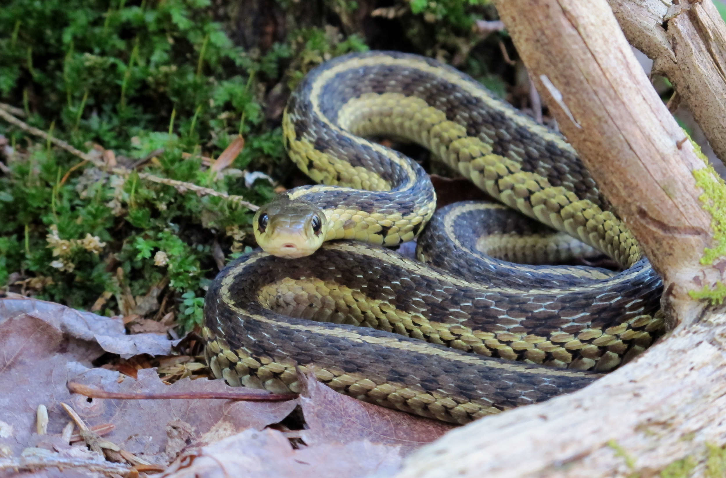 A garter snake curled up near a branch on the ground. (photo © Brett Amy Thelen)