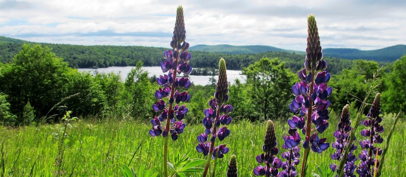 Lupines bloom in a green meadow, with a large lake visible in the distance. (photo © Brett Amy Thelen)