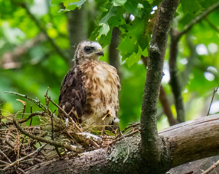 A Broad-winged Hawk chick stands up in its nest. (photo © Tom Momeyer)