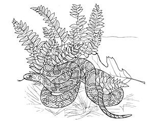 A black-and-white line drawing of an Eastern Milk Snake curled up at the base of a cluster of ferns. (drawing © Matt Patterson)