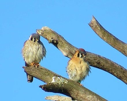 A pair of American Kestrels perches near their nest site in Hancock, NH. Note the green band on the male's leg (right) — a sign that it's run into biologists before! (photo ©  Meade Cadot)