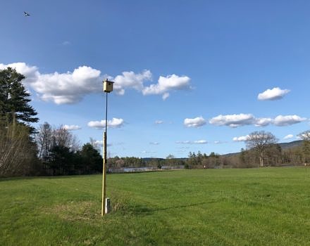 A Kestrel nest box on a pole in the middle of a Hancock field. (photo © Phil Brown)