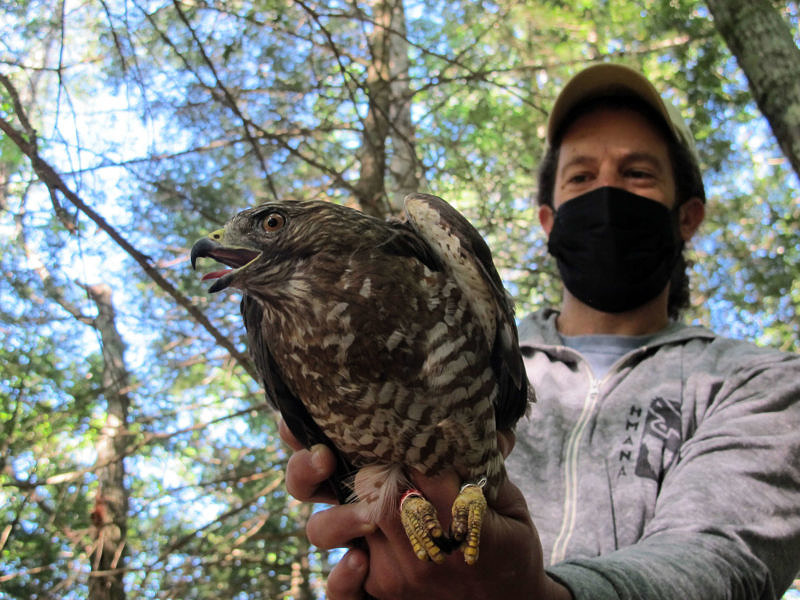 Researchers affix a transmitter to a Broad-winged Hawk. (photo © Brett Amy Thelen)