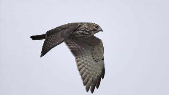 A Broad-winged Hawk in flight, its wings facing down. (photo © Andre Moraes / raven.digital)