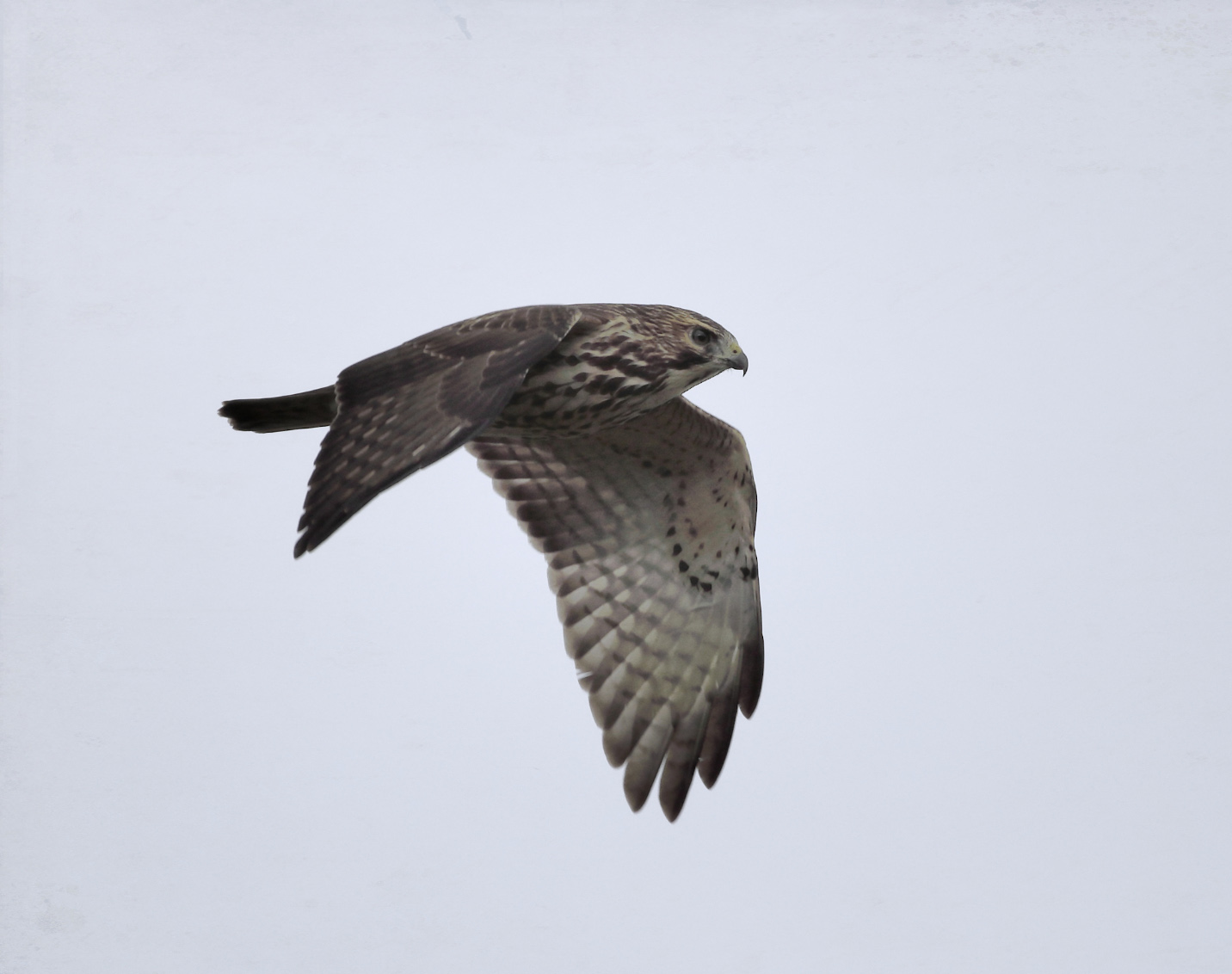 A Broad-winged Hawk in flight, its wings facing down. (photo © Andre Moraes / raven.digital)