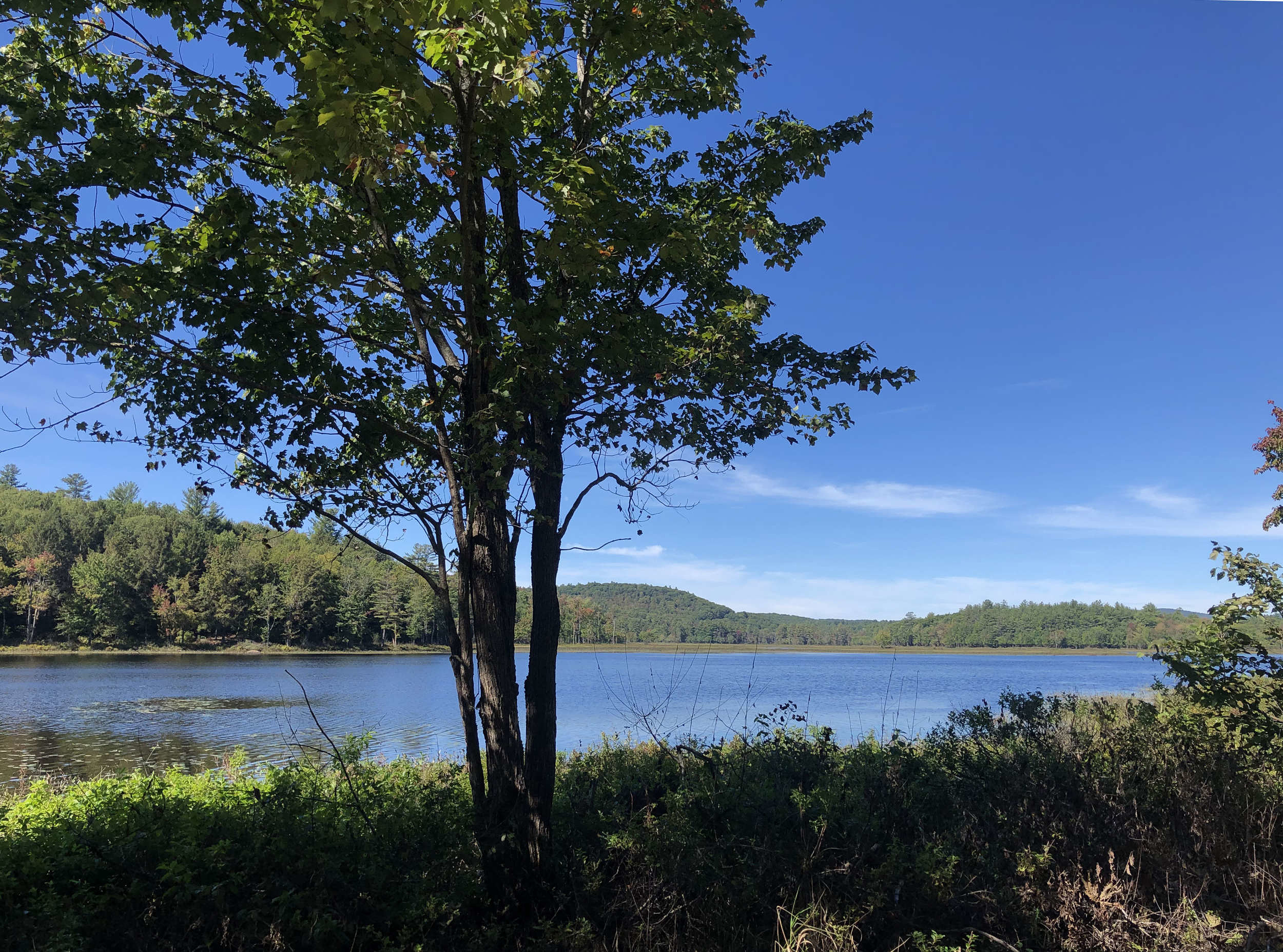 A view of MacDowell Lake, with a tree in foreground. (photo © Brett Amy Thelen)