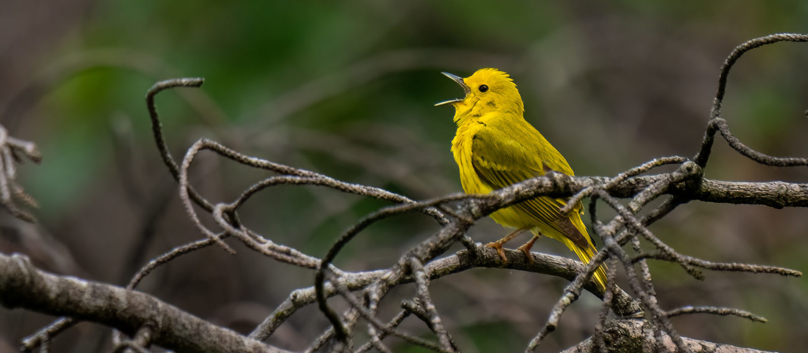 A Yellow Warbler, singing among a tangle of branches. (photo © Tom Momeyer)