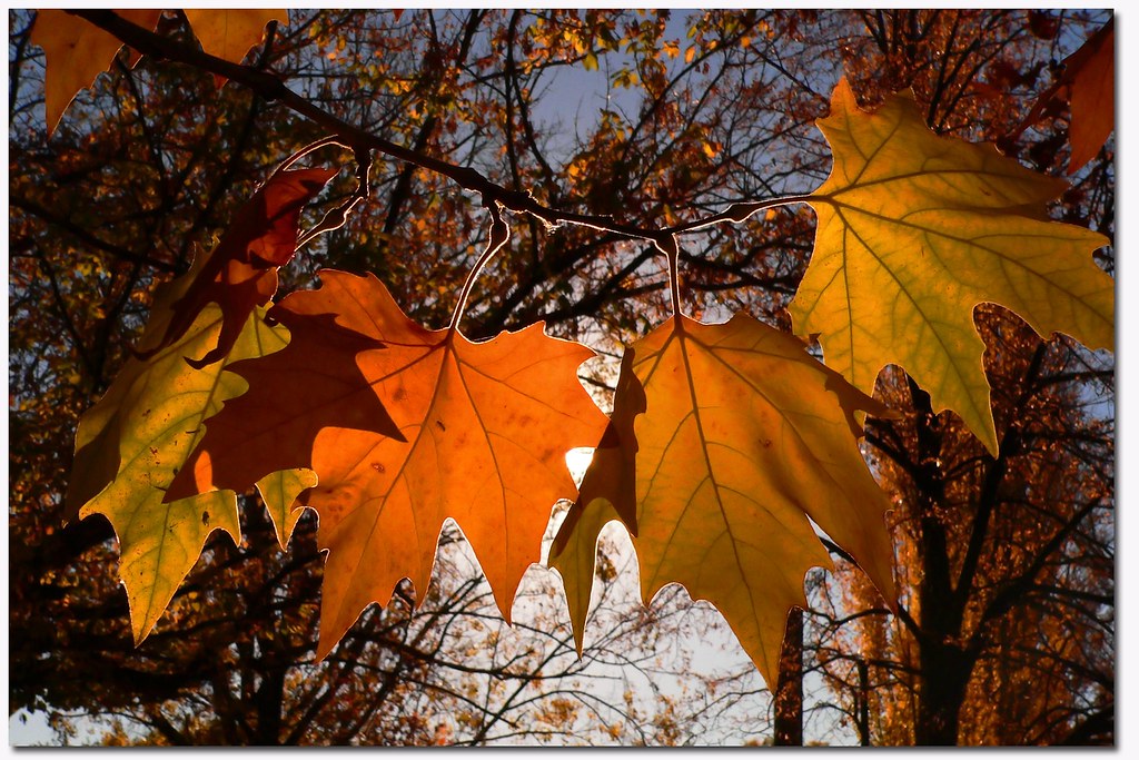 autumn_leaves_Leonard-J-Matthews-Flickr-CC.