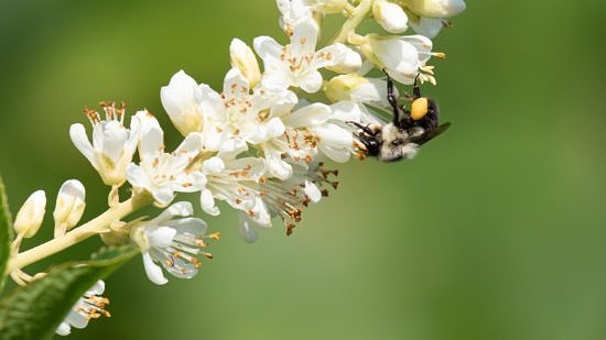 common eastern bumble bee on meadowsweet by Nick Dorian