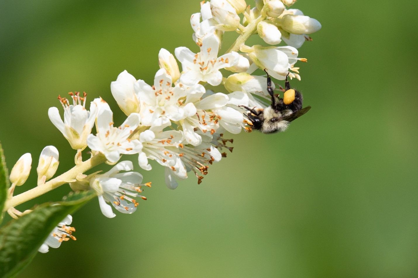 common eastern bumble bee on meadowsweet by Nick Dorian