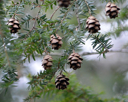 Hemlock cones hanging from branches. (photo © Scott Hecker)