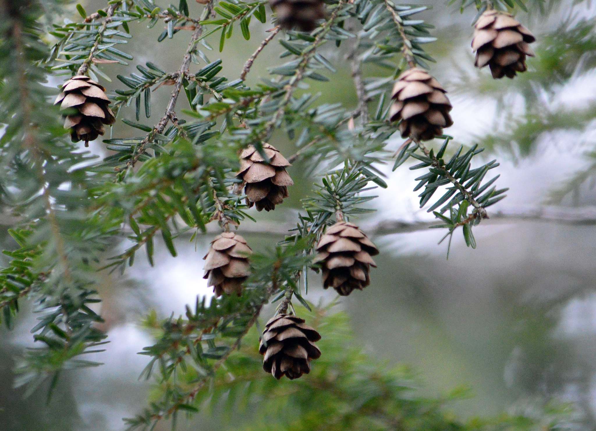 Hemlock cones hanging from branches. (photo © Scott Hecker)