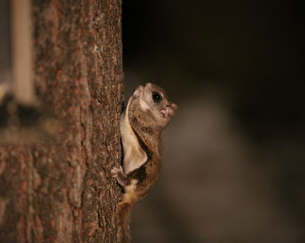 southern flying squirrel © Corey Seeman Flickr CC