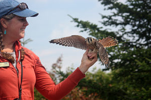 Julie Brown holds a rehabilitated American Kestrel at Pack Monadnock's Raptor Release Day 2022. (photo © James Newsom)