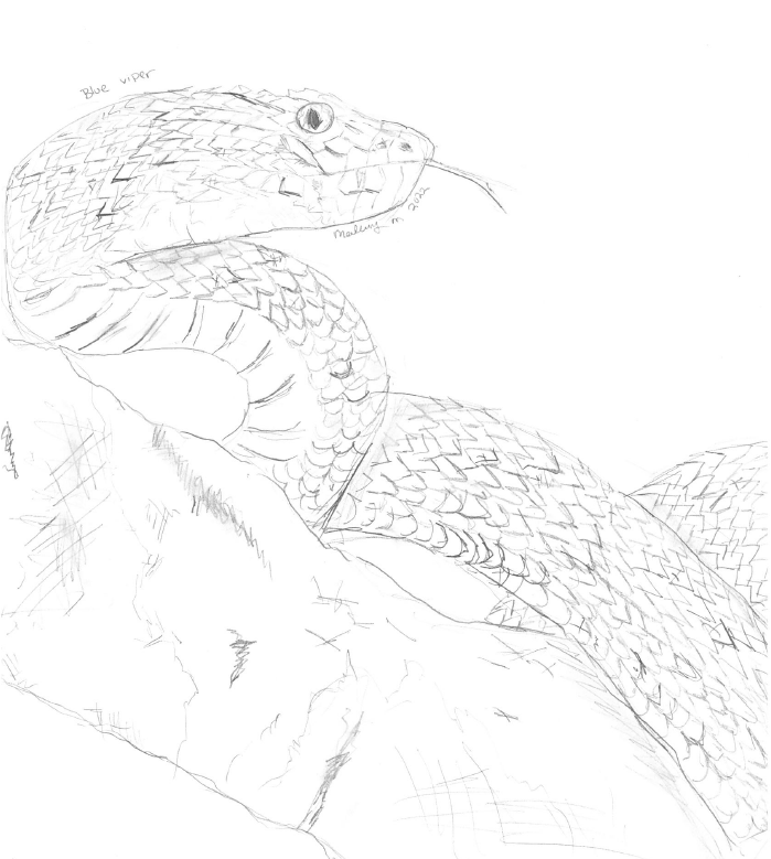 A pencil drawing of a blue viper, with its tongue outstretched, by Mallory Mason.