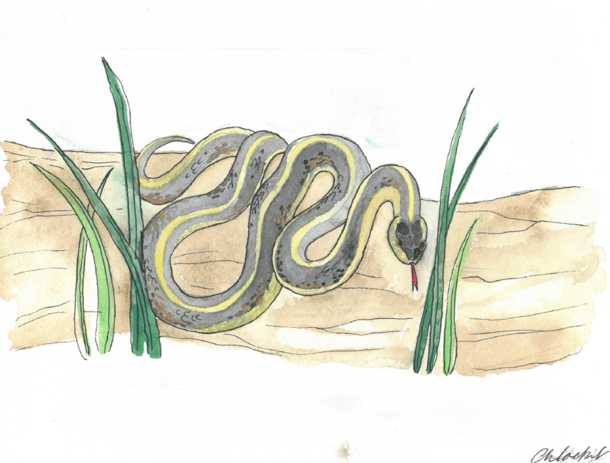 A garter snake drawing by Chloe Iris Benoit. The snake is curled up on a log, with its tongue sticking out. 