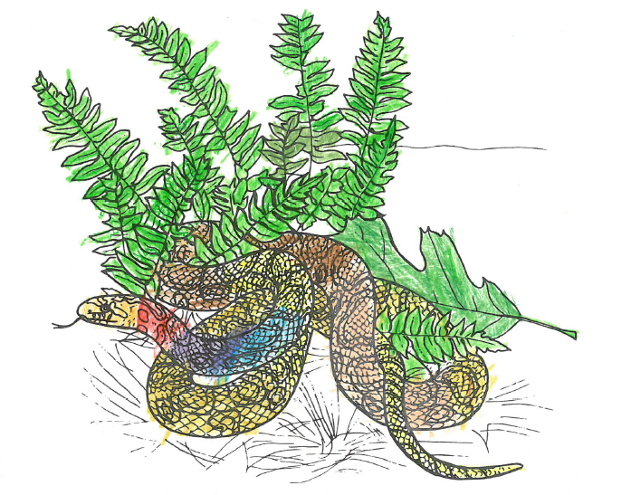 A coloring page of an Eastern Milk Snake, with coloring by Forest Baird