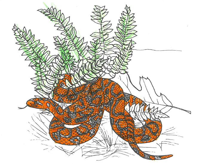 A coloring page of an Eastern Milk Snake, with coloring by Keelia Duffy