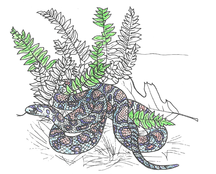 A coloring page of an Eastern Milk Snake, with coloring by Madeleine Lee