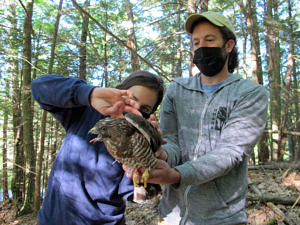 Dr. Rebecca McCabe of Hawk Mountain works with Harris Center Bird Conservation Director Phil Brown to attach a satellite transmitter to a Broad-winged Hawk. (photo © Brett Amy Thelen)