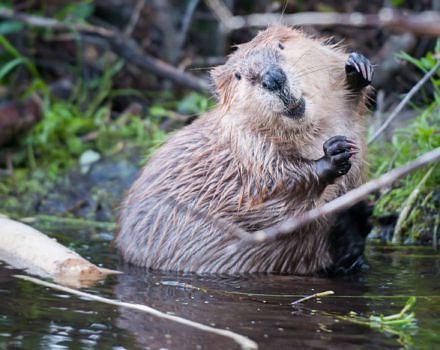 A beaver sitting at the edge of a wetland, with his head cocked to the left. (photo © Getty Image)