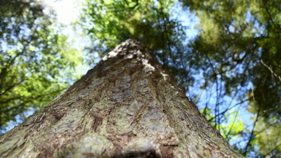 A view of a large conifer in Pisgah State Park, looking up the trunk towards the upper branches. (photo © Liz Thompson / Harvard Forest)
