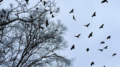 A flock of crows is silhouetted against a gray sky as they fly into a bare-branched tree to roost. (photo © Steve Nelson via the Flickr Creative Commons)
