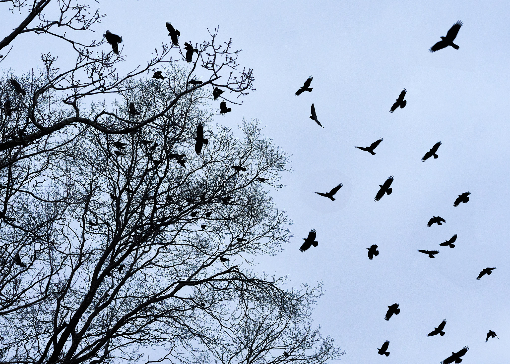 A flock of crows is silhouetted against a gray sky as they fly into a bare-branched tree to roost. (photo © Steve Nelson via the Flickr Creative Commons)