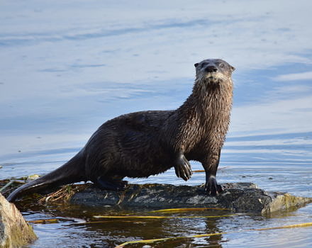 An otter perched on a rock, surrounded by open water. (photo © Tom Koerner / USFWS via the Flickr Creative Commons)
