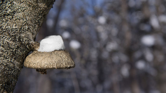 A tan shelf fungus mushroom attached to a tree trunk, with snow piled up on its cap. (photo © Shawn Harquail via the Flickr Creative Commons)