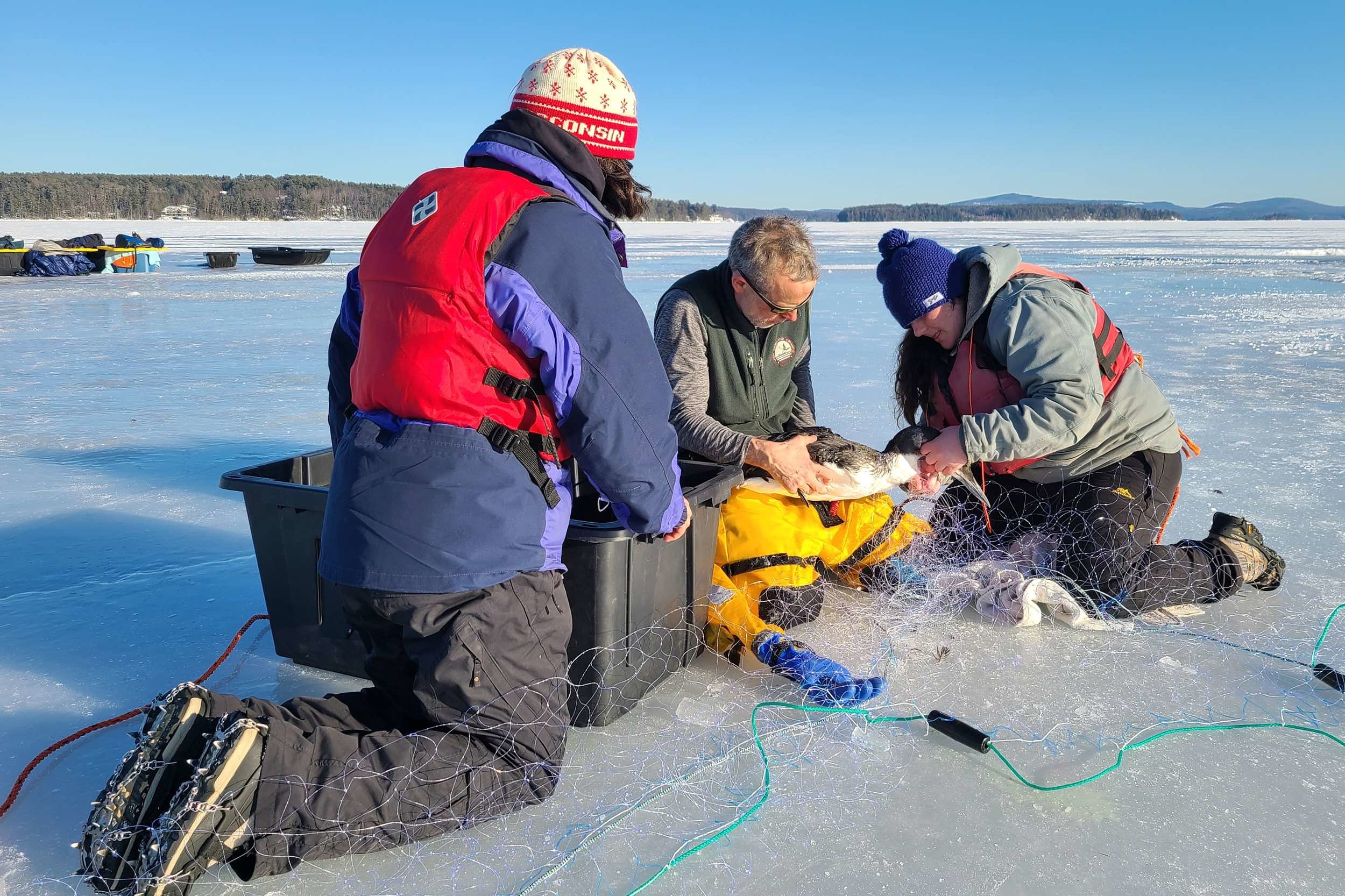 A group of biologists from the Loon Preservation Commitee works to save a loon stranded by lake ice. (photo © LPC/Harry Vogel)
