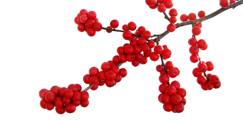Winterberry holly berries, photographed against a white background. (photo © Evelyn Fitzgerald via the Flickr Creative Commons)