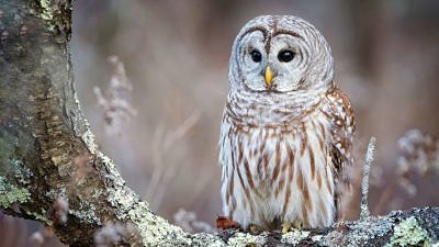 barred owl perched_Philip-Brown_unsplash