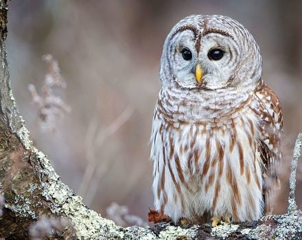 barred owl perched_Philip-Brown_unsplash