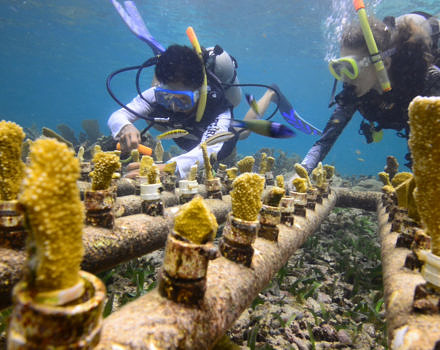 Two women scuba dive together at a coral nursery in Puerto Morelos National Reef Park, Mexico. (photo © Molly Ferrill / Women of the Wild)