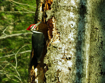 A Pileated Woodpecker perched on a large beech tree. (photo © Meade Cadot)