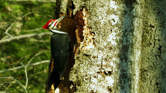 A Pileated Woodpecker perched on a large beech tree. (photo © Meade Cadot)