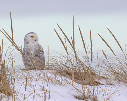 A snowy owl sits on a snow-covered dune, surrounded by dune grass. (photo © David Larson via the Flickr Creative Commons)