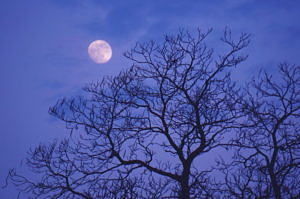 A full moon rising over the silhouette of a bare-branched tree. (photo © Rachel Kramer via the Flickr Creative Commons)