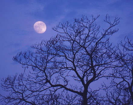 A full moon rising over the silhouette of a bare-branched tree. (photo © Rachel Kramer via the Flickr Creative Commons)