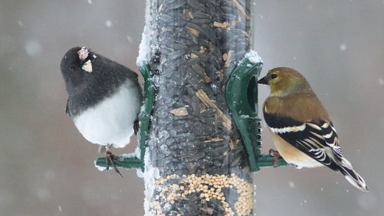 A dark-eyed junco and an American goldfinch perch on a bird feeder, with snowflakes falling around them. (photo © Kenneth Cole Schneider via the Flickr Creative Commons)