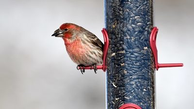 A male house finch perches on a bird feeder, with a seed in its beak. (photo © Larry Lamsa via the Flickr Creative Commons)